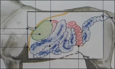 Quel est l'organe en bleu ?