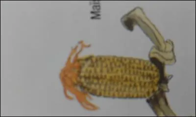 Quels sont les aliments à eviter ?