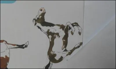 Quelle est la robe de ce cheval ?