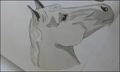 Quel est l'épi de ce cheval ?