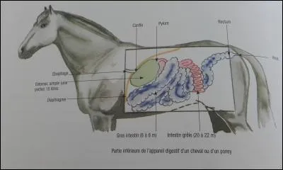 La colique est due à :