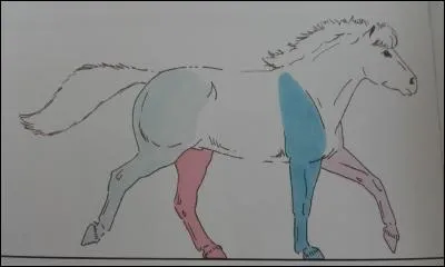 A quelle main ce cheval galope-t-il ?