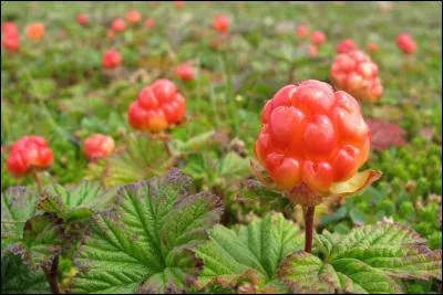 Ce petit fruit acidulé pousse au Québec ou dans les pays scandinaves, il se nomme chicouté. Mais quel est son nom précisément au Québec ?