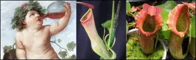Il est sur, d'après Homère, que le « népenthès » a des propriétés médicinales. Mais, une autre forme de « népenthes » fait des dégâts dans le monde des insectes.
Que signifie le mot « népenthès » et « népenthe » ?