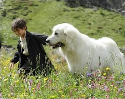 Dans une célèbre histoire, comment s'appelle le jeune garçon qui se lie d'amitié avec la chienne Belle ?
