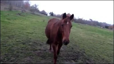 Qui est ce cheval ?