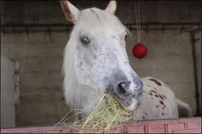 Qui est ce cheval ?
