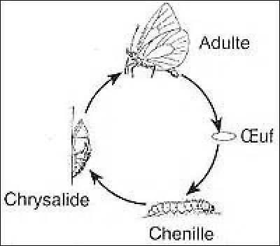 De combien de stades distincts se compose le cycle biologique du papillon ?