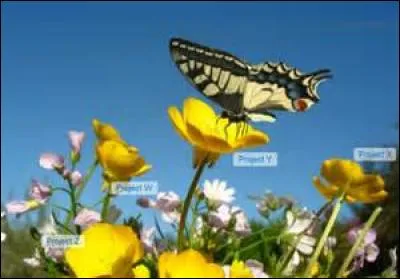 Que signifie le verbe "papillonner" ?