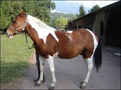 Et cet hongre, quelle robe a-t-il ?