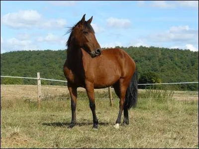 Cette jeune jument porte quelle robe ?