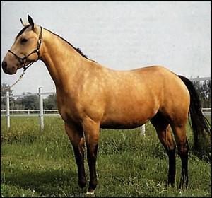 Quiz Galop 1