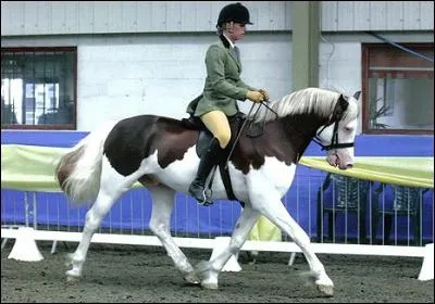 Et ce cheval avec une robe tout aussi extraordinaire, qu'en est-il de lui ?