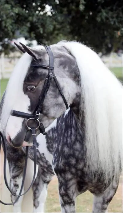 Et ce cheval ? Quel est le nom de sa robe ?