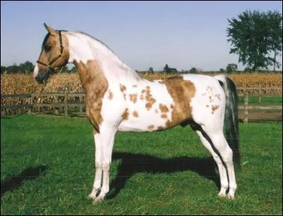 Quelle est la robe de ce cheval ?