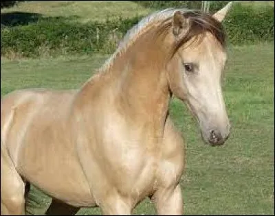 Et cette robe ? Quel est son nom ?