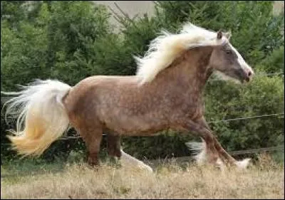 Quelle est sa robe ?