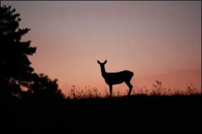 La petite biche est un scarabée :
