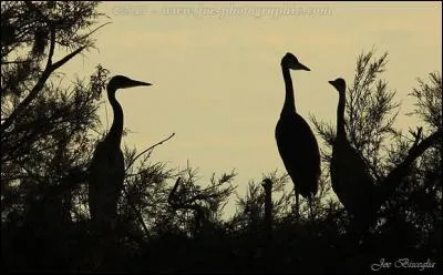 Comment se nomme le petit du héron ?