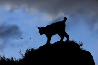 La silhouette de quel animal se profile-t-elle sur ces rochers ?
