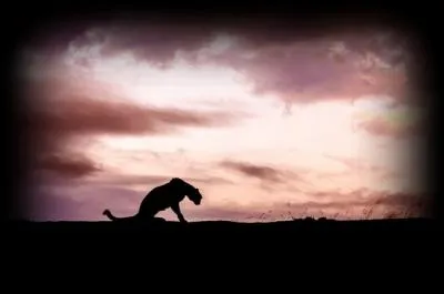 Comment appelle-t-on la panthère des neiges ?