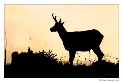 Que voyez-vous sur cette image ?