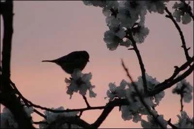 Où dorment les oiseaux, tels que les moineaux ou autres passereaux ?