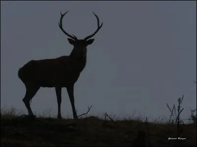 Quel animal se dessine dans l'obscurité ?
