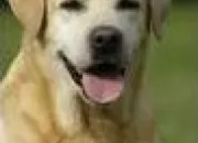Quiz Les races de chiens