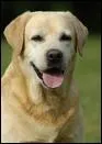 De quelle race est ce chien?