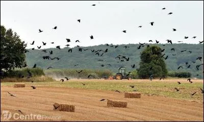 Sonnez du cor, croassez et dirigez-vous vers le même endroit pour une bamboche agitée. Que faites-vous ?