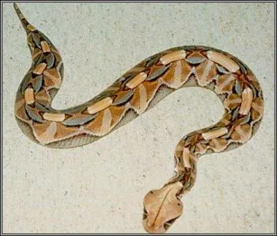 Quel est ce serpent ?