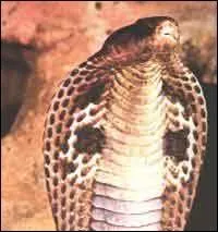 Quel est ce serpent ?