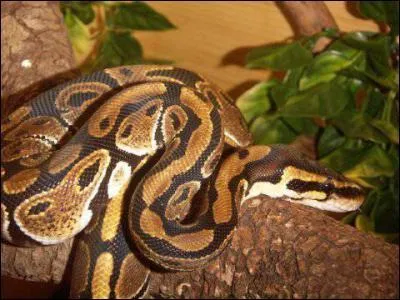 Quel est ce serpent ?