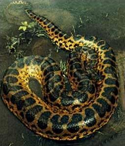Quiz Serpents