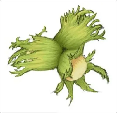 Le mot commence par : casse