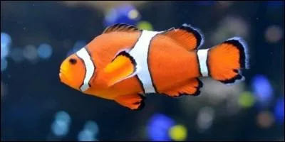 En France, le 1 er Avril est l'occasion de faire des farces. Quel nom porte-t-il dans les pays Anglo-saxons ?