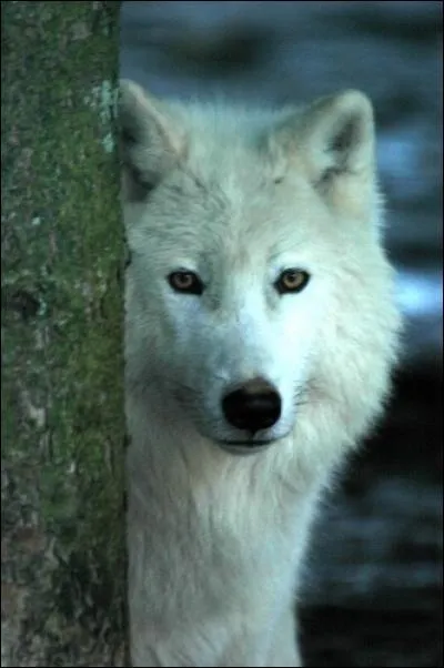 Indices : Oies, louve, éternelle, Sabines !