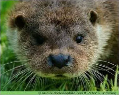 Quel est le nom de cet animal ?
