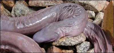 Quel est le nom de cet animal ?