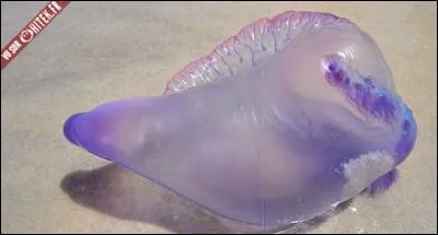 Quel est le nom de cet animal ?