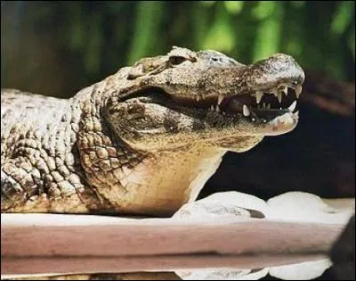 Quel est ce reptile ?
