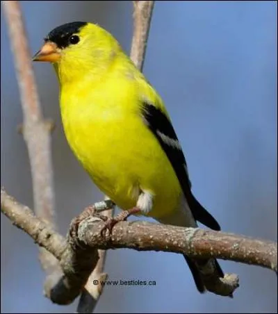 Quel est cet oiseau ?