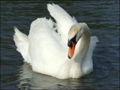 Quel est le nom de cet animal ?