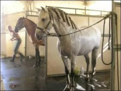 Que faut-il faire après avoir douché son cheval ?