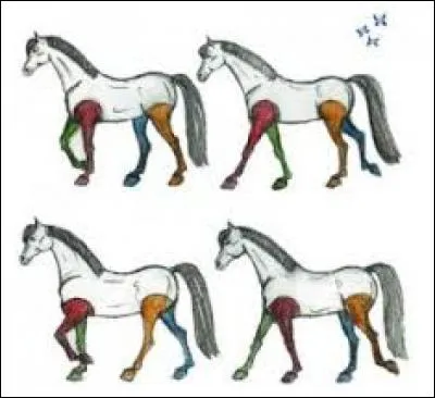 Comment fonctionne le mécanisme du pas ?