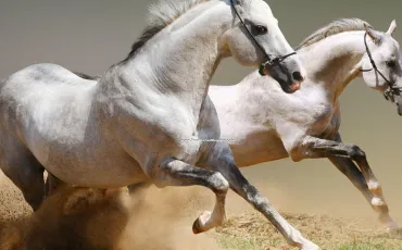 Quiz Galop 3