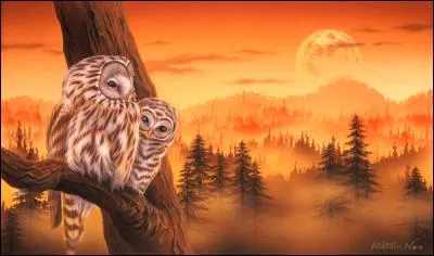 L'oreille droite de la chouette est plus haute que l'oreille gauche :