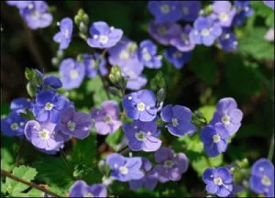 Quel prénom désigne aussi une plante herbacée à fleurs mauves commune dans les bois et les prés ?