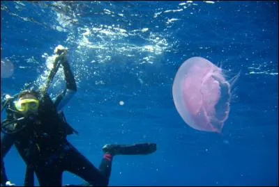 Quel prénom désigne aussi une méduse transparente commune dans les mers tempérées ?